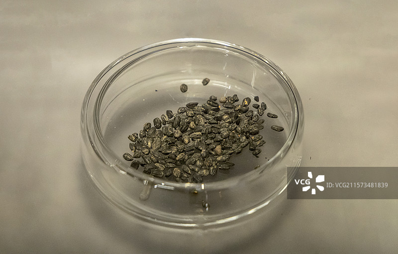 广西壮族自治区博物馆“古代文明陈列”展：炭化稻（新石器时代，1997年那坡感驮岩遗址出土）图片素材