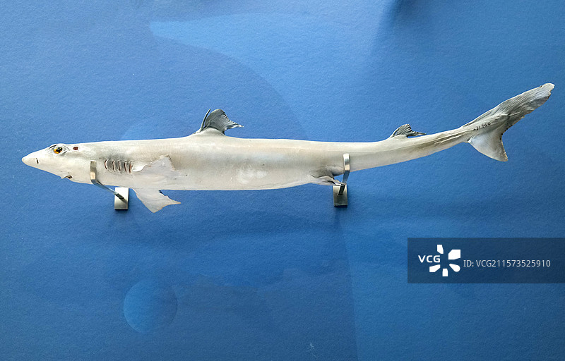 长吻角鲨 国家自然博物馆图片素材