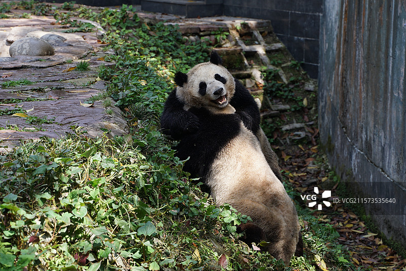 四川雅安碧峰峡大熊猫基地图片素材