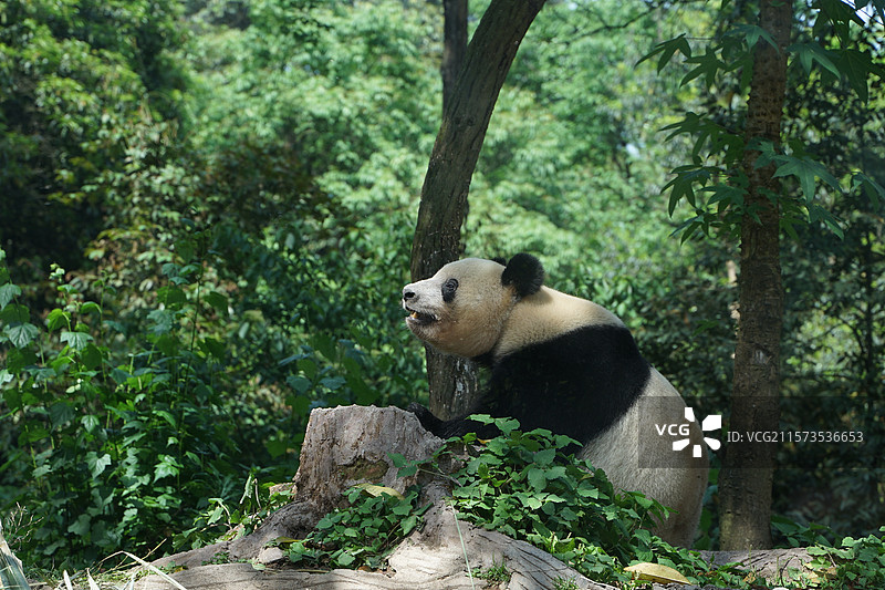 四川雅安碧峰峡大熊猫基地大熊猫香香图片素材