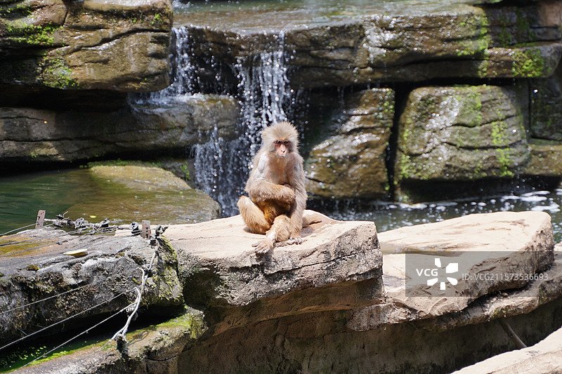 四川雅安碧峰峡野生动物园猴子图片素材