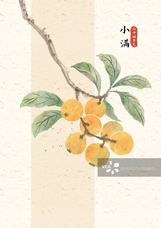 小满枇杷国风插画图片素材