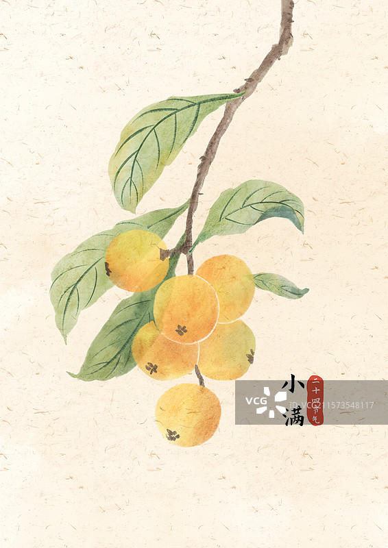 小满枇杷国风插画图片素材