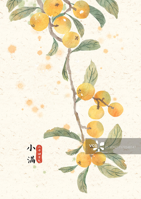 小满枇杷国风插画图片素材