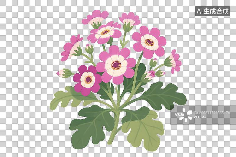 【AI数字艺术】瓜叶菊插画免扣元素图片素材