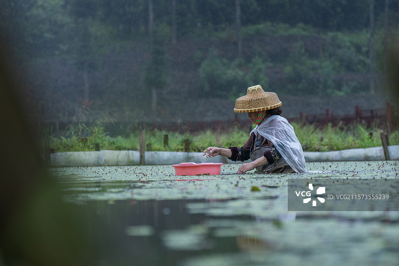 湖北利川佛宝山开发区月琴社区雨中采莼菜的人图片素材