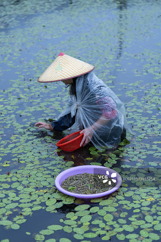 湖北利川佛宝山开发区月琴社区雨中采莼菜的人图片素材