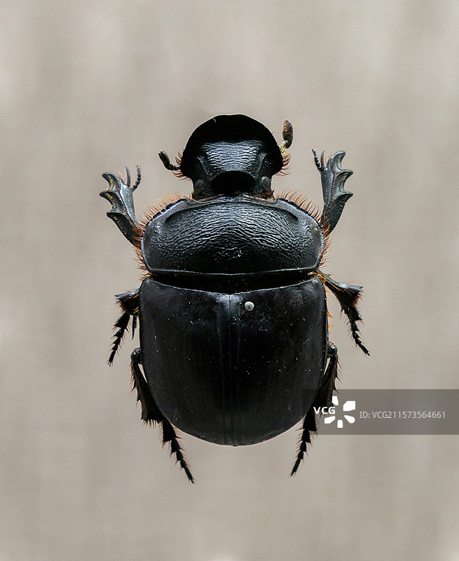 悍马巨蜣螂（雌） 国家自然博物馆昆虫厅图片素材