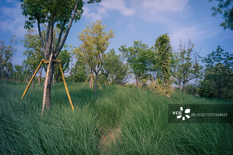 温州三垟湿地公园图片素材