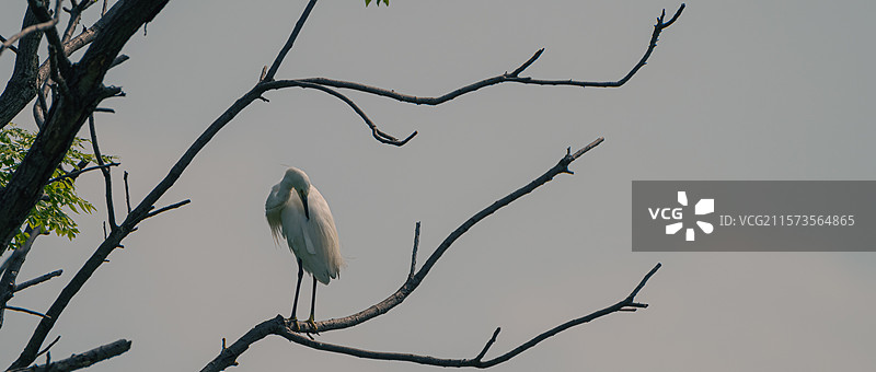 温州三垟湿地公园的白鹭图片素材