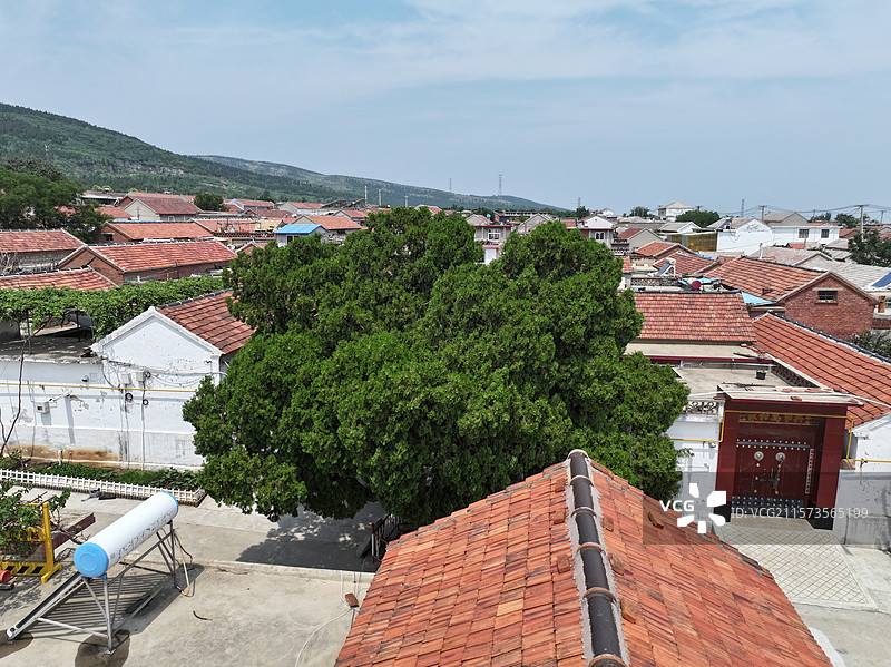 航拍济南朱家峪村夏季自然风光与古柏树图片素材