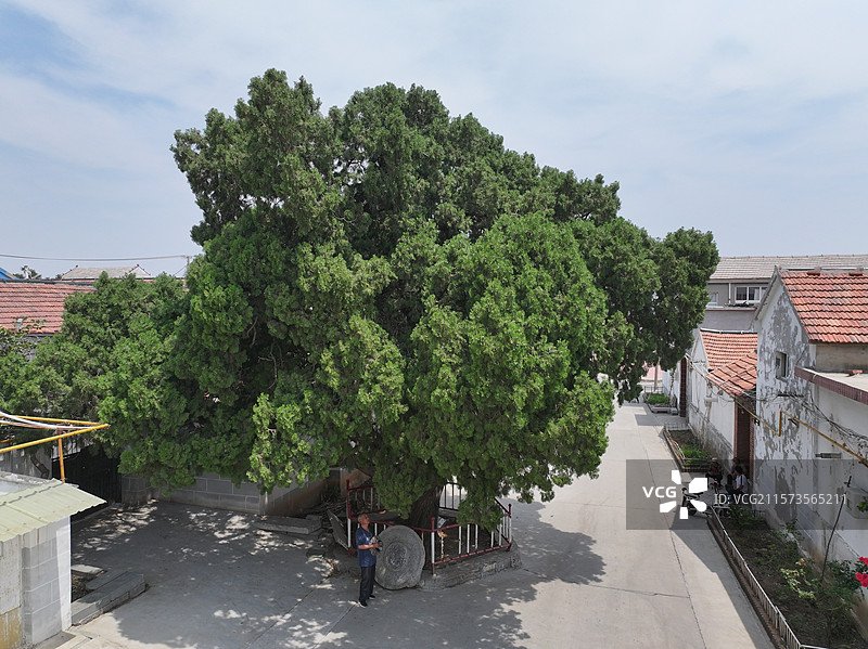 航拍济南朱家峪村夏季自然风光与古柏树图片素材