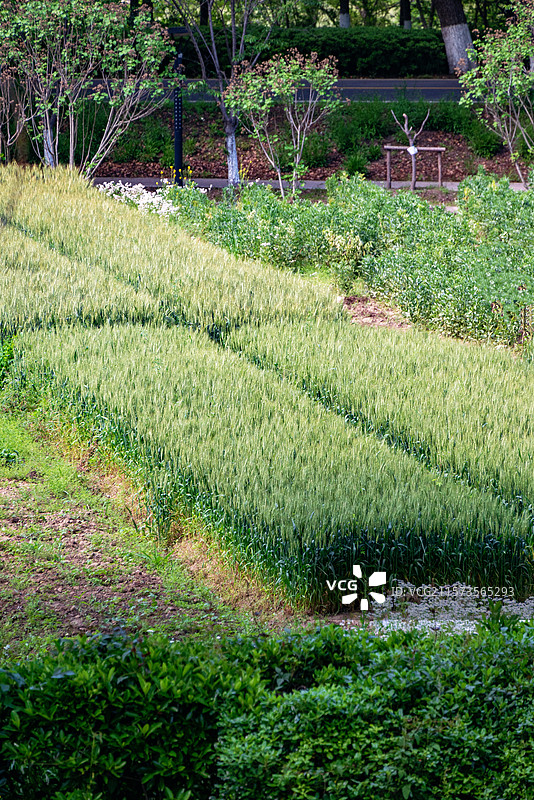 浙江海宁百里钱塘生态绿带阳光下绿色的麦田图片素材