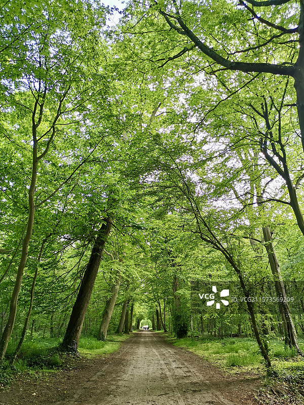 法国尚蒂伊的林荫小路图片素材