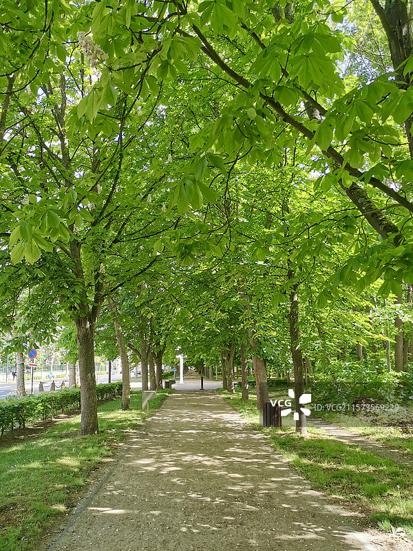 法国尚蒂伊的林荫路图片素材