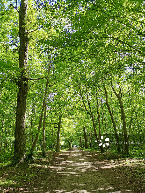 法国尚蒂伊的林荫小路图片素材