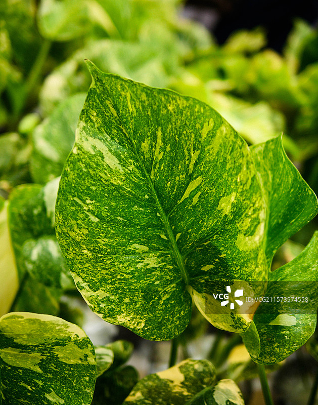 滴水观音海宇叶特写图片素材