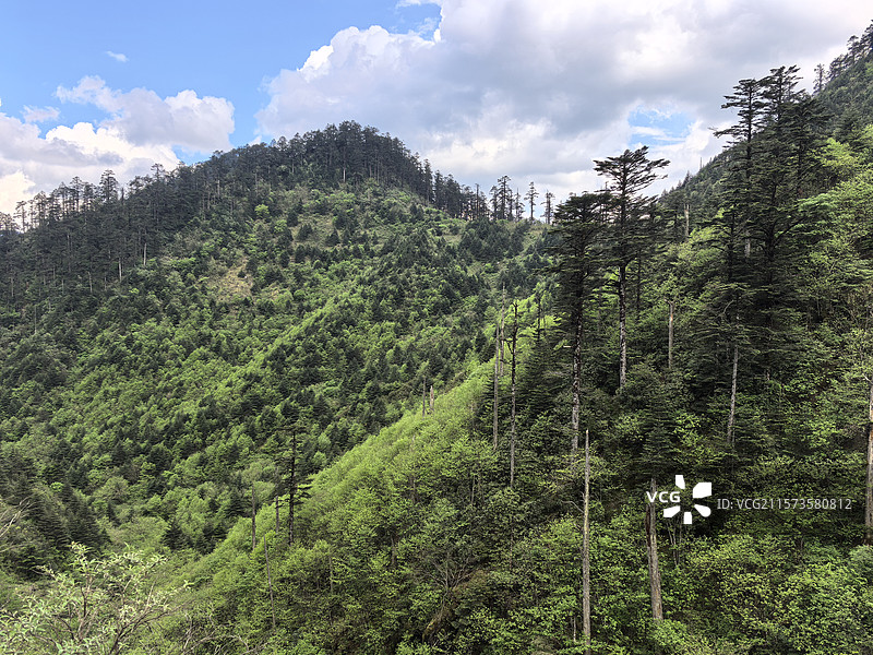 四川乐山峨边黑竹沟森林公园自然保护区自然风光图片素材