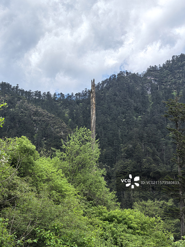 四川乐山峨边黑竹沟森林公园自然保护区自然风光图片素材