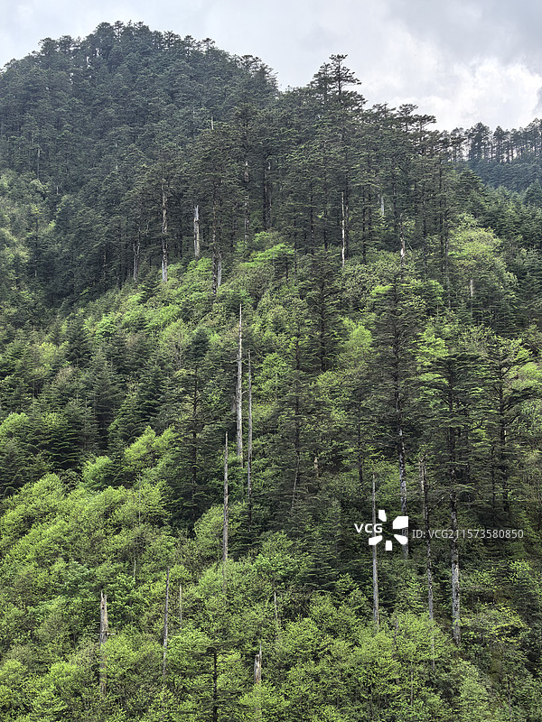 四川乐山峨边黑竹沟森林公园自然保护区自然风光图片素材