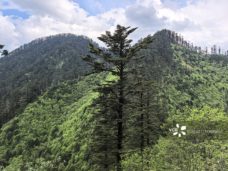 四川乐山峨边黑竹沟森林公园自然保护区自然风光图片素材