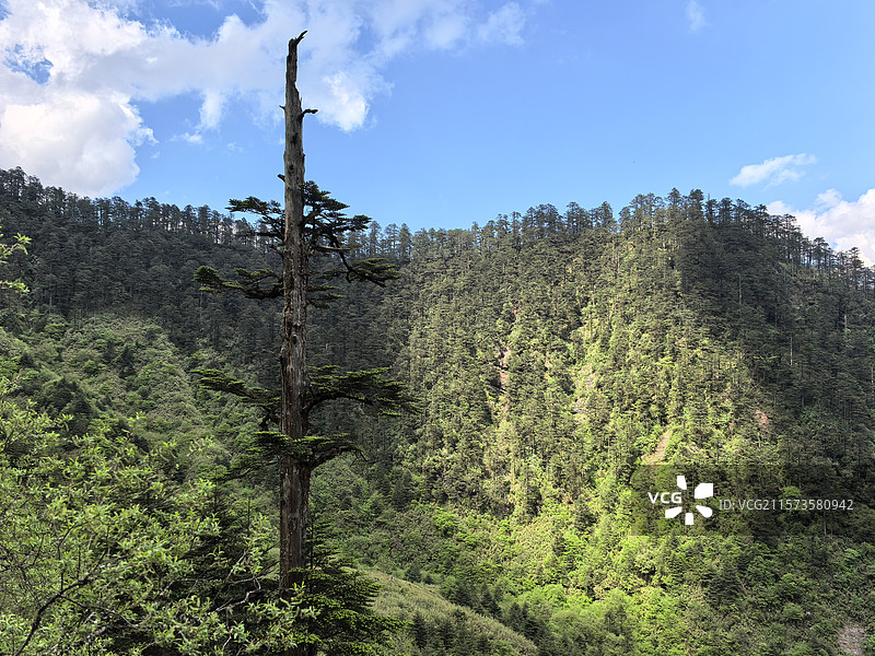 四川乐山峨边黑竹沟森林公园自然保护区自然风光图片素材