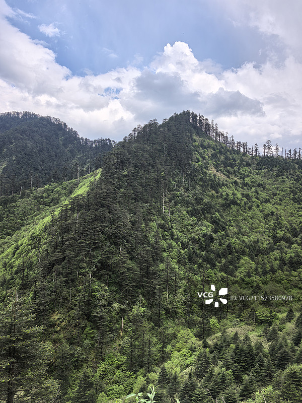 四川乐山峨边黑竹沟森林公园自然保护区自然风光图片素材