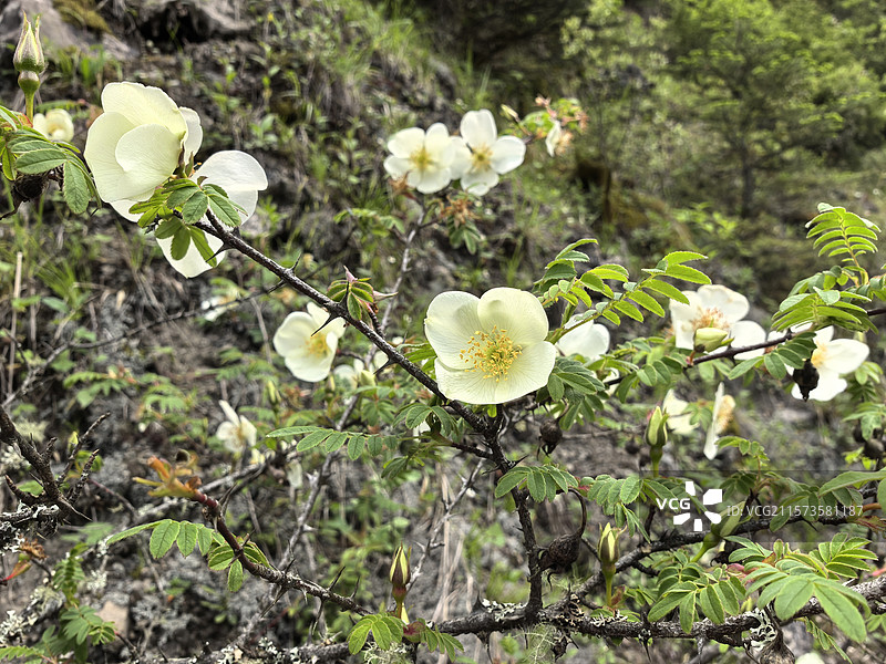 黑竹沟原始森林里的小花图片素材