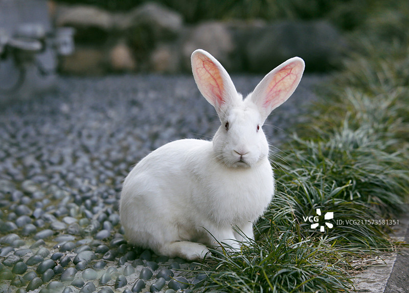 兔子，兔，动物，宠物，户外，家养图片素材
