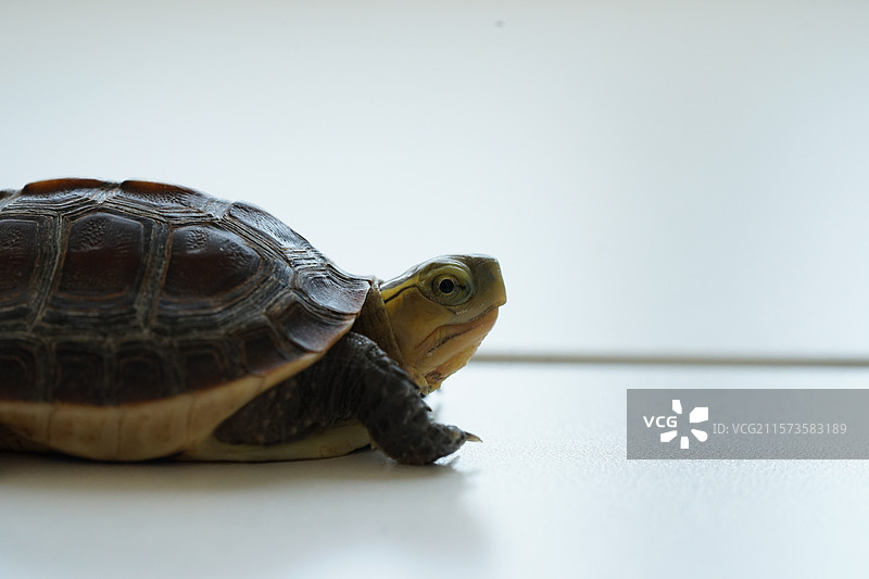 小乌龟黄缘台缘草龟的特写图片素材