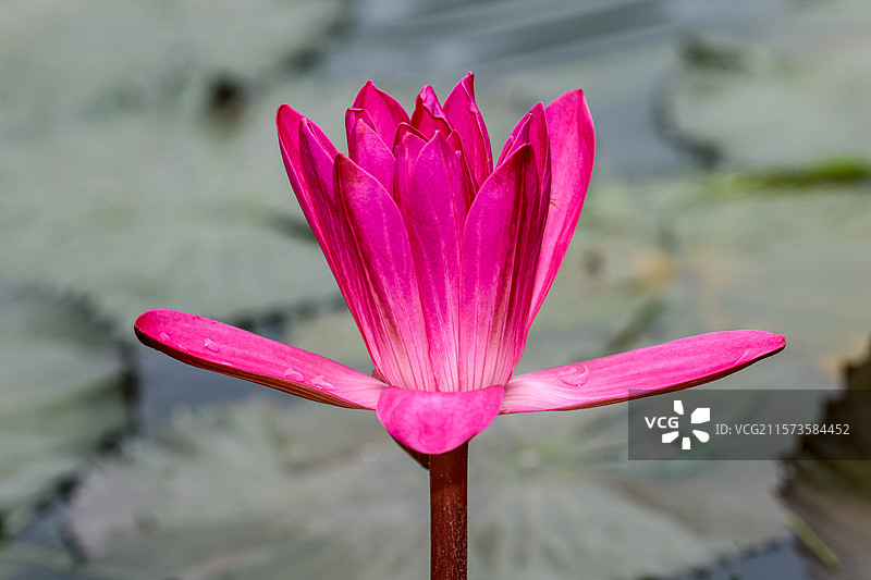 印度红睡莲图片素材