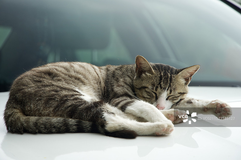 午后小憩的猫猫图片素材