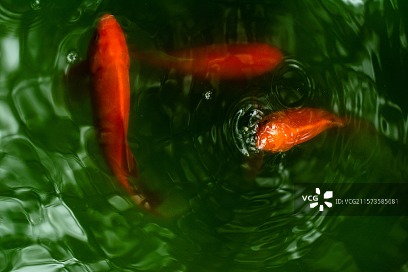 好运锦鲤图片素材