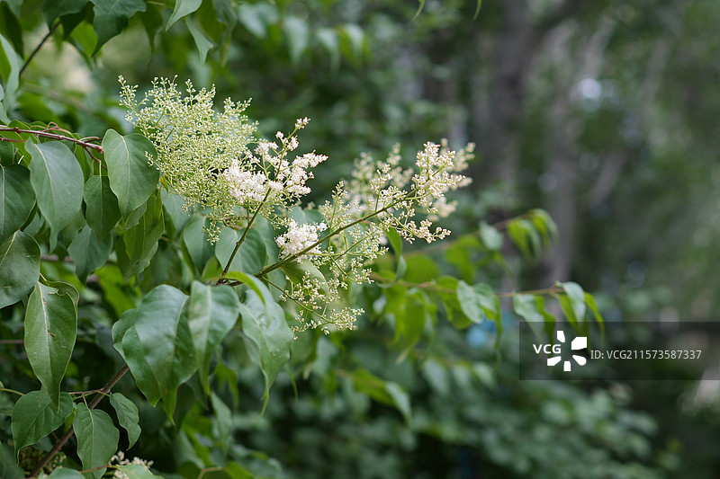 绿色植物花卉舒服自然和谐图片素材