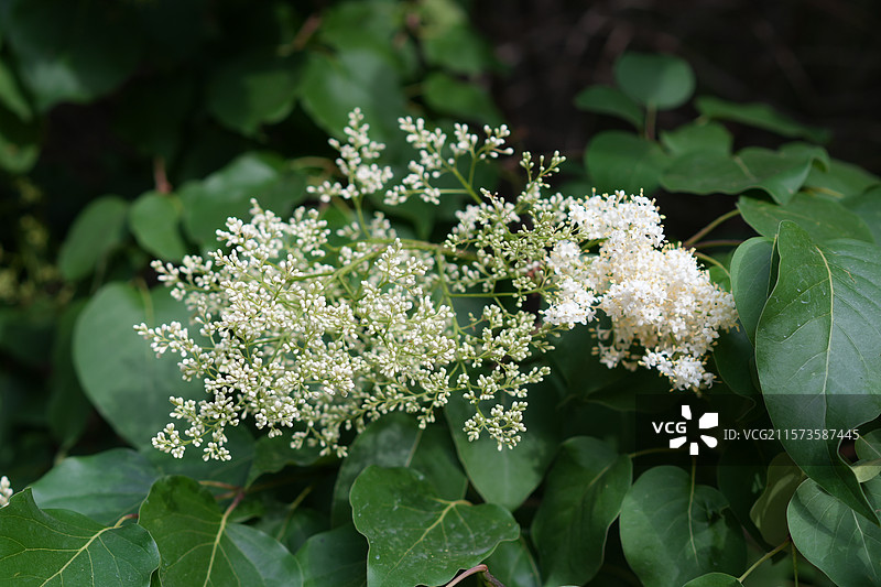 绿色植物花卉舒服自然和谐图片素材