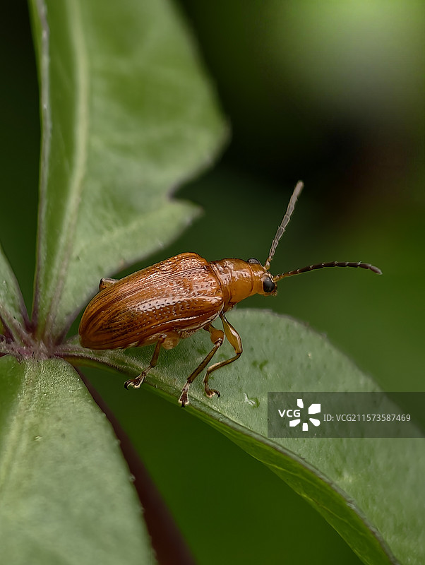 黄足黄守瓜图片素材