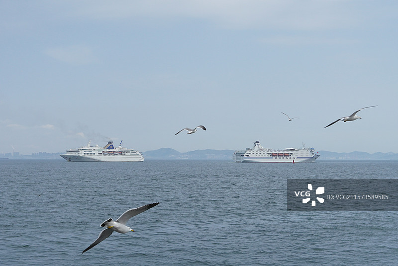 海上游艇与海鸥共行图片素材