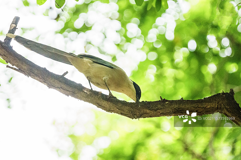 灰喜鹊图片素材