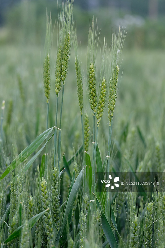 麦田。麦地。麦子。麦穗。小麦。高清风景背景图。农田图片素材