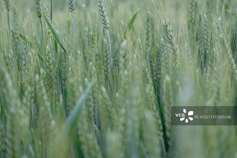 麦田。麦地。麦子。麦穗。小麦。高清风景背景图。农田图片素材