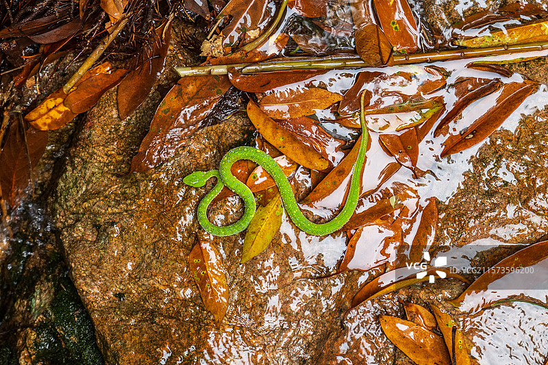 野外竹叶青蛇图片素材