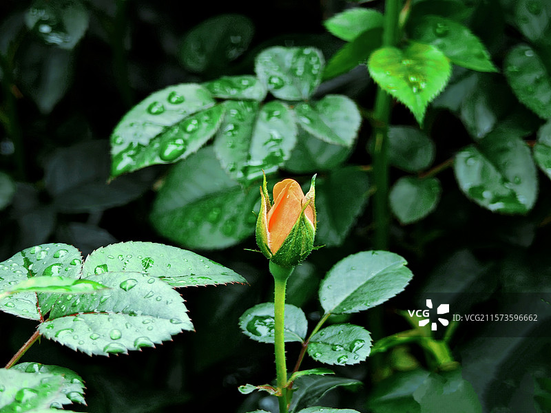 黄色月季花包图片素材