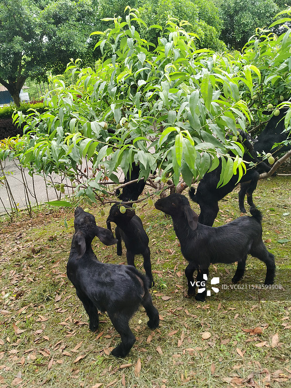 黑山羊吃桃叶图片素材