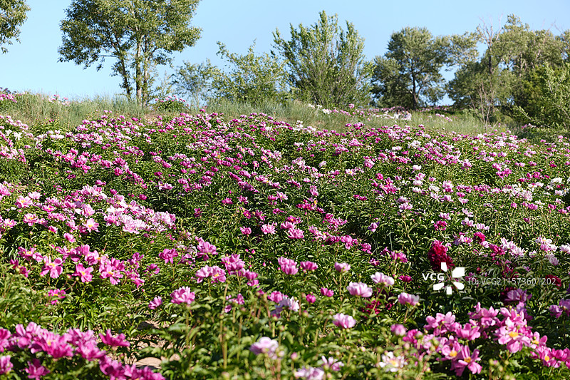 内蒙古呼和浩特和林格尔南山公园6月芍药花盛开图片素材