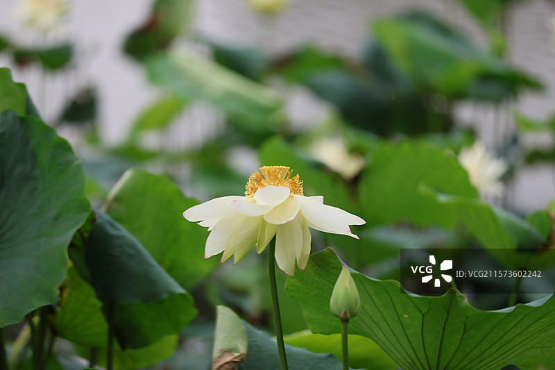 初夏荷塘荷花池塘睡莲花特写图片素材