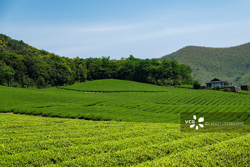 江苏无锡宜兴龙池山自行车公园春天的茶园风光图片素材