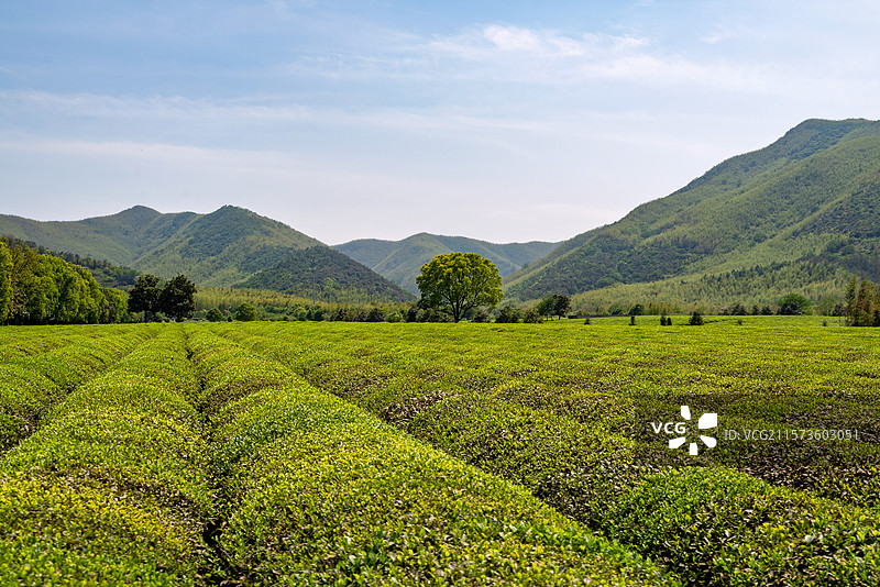 江苏无锡宜兴龙池山自行车公园春天的茶园风光图片素材