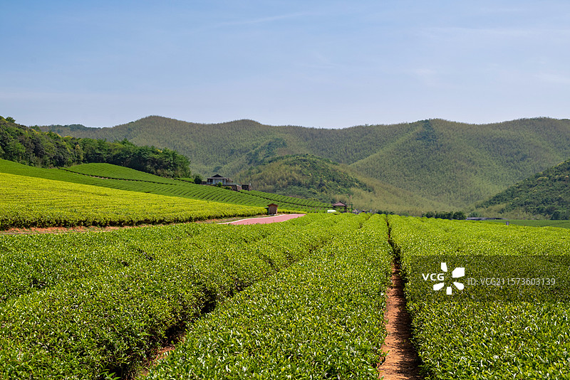 江苏无锡宜兴龙池山自行车公园春天的茶园风光图片素材