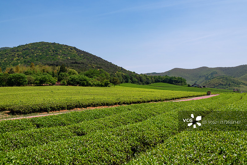 江苏无锡宜兴龙池山自行车公园春天的茶园风光图片素材