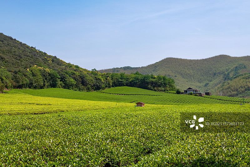 江苏无锡宜兴龙池山自行车公园春天的茶园风光图片素材